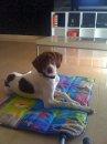 DOY PERRITA BRACO EN ADOPCION