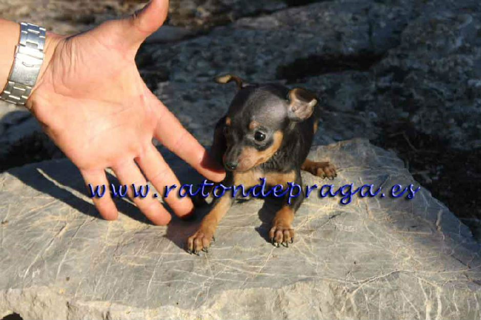 Praguer Ratter ocasion