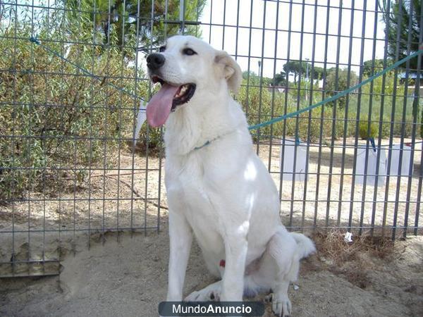 TANGO, MASTIN SUPER SOCIABLE EN ADOPCIÓN !!