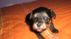 yorkshire terrier - mejor precio | unprecio.es