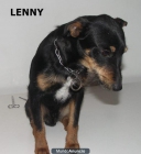 Leny, perrito en adopción. - mejor precio | unprecio.es