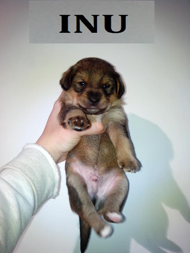 Inu, cachorrete en adopción