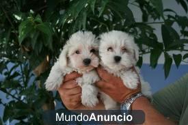BICHON MALTES