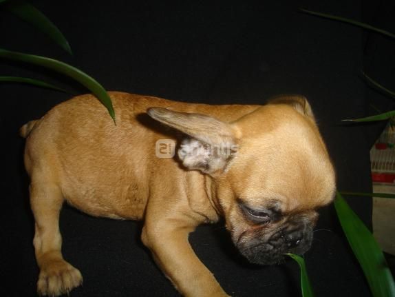 Bull dog francés fawn macho