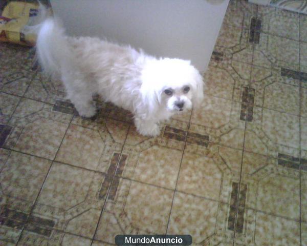 busco novia