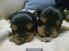 Cachorritos de yorkshire - mejor precio | unprecio.es