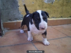 cachorro de bull terrier - mejor precio | unprecio.es
