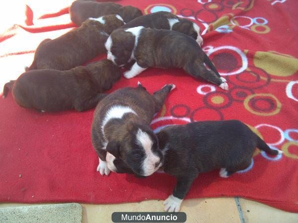 cachorros de boxer con pedigree