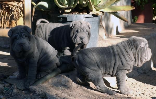 CACHORROS shar-pei azules