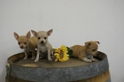 CHIHUAHUA DE PELO LARGO O CORTO!! - mejor precio | unprecio.es