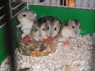 hamsters rusos - mejor precio | unprecio.es