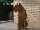 REGALO CACHORRO CRUCE BOXER CON ROTTWEILER - mejor precio | unprecio.es