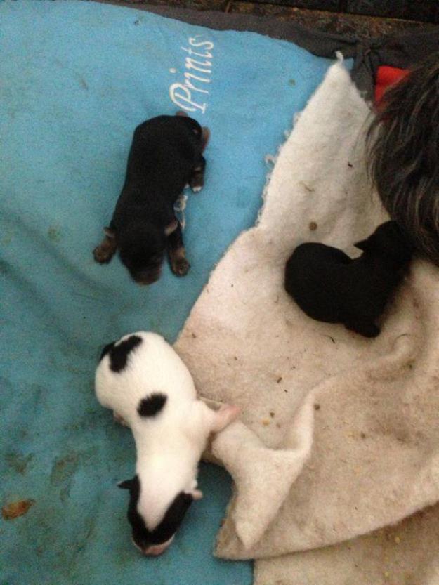 se vende perritos yorsay por 70 cada una negras y el blanco 70 es macho solo tienen 7 días