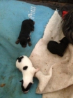 se vende perritos yorsay por 70 cada una negras y el blanco 70 es macho solo - mejor precio | unprecio.es