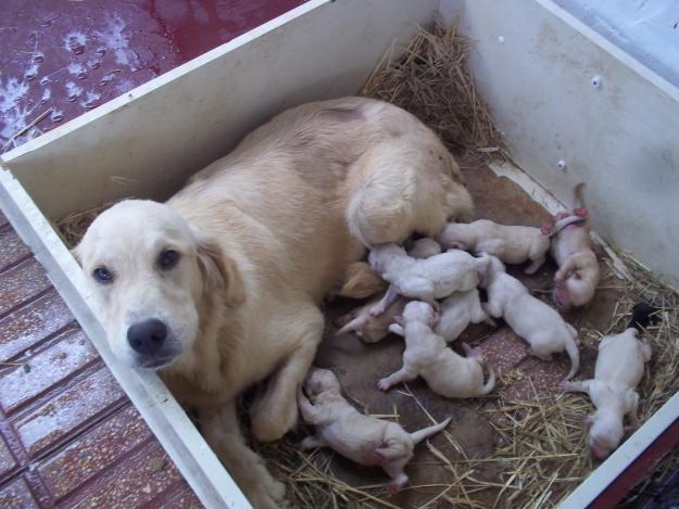 Se venden cachorritos puros golden retriever