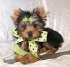 YORKSHIRE TERRIER STANDAR 200€ - mejor precio | unprecio.es