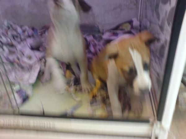 American Staffordshire Terrier, perros, cachorros, criadero, venta.  Disponemos de cachorros, machos y hembras. Se entre