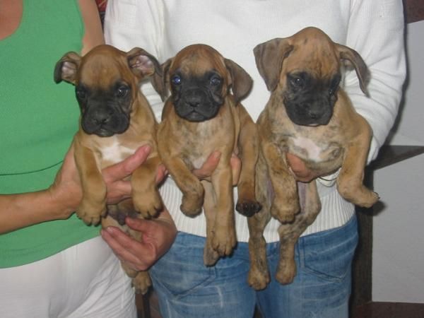 Boxer,cachorros de dos meses con pedigree.