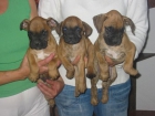 Boxer,cachorros de dos meses con pedigree. - mejor precio | unprecio.es