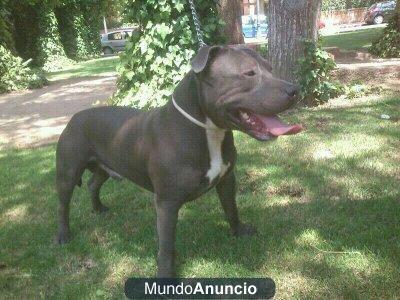 BUSCO HEMBRA AMERICAN BULLY