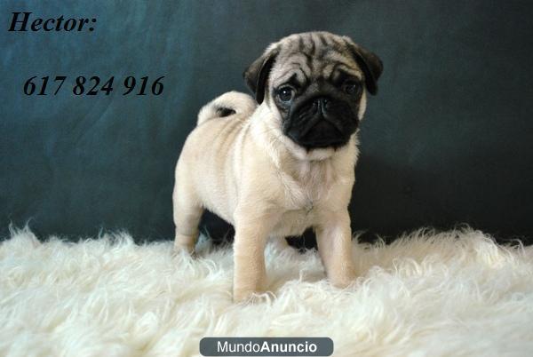 camada de carlino pug: machos y hembras desde 450 euros. disponemos de lineas inglesas