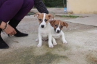 Camada Jack Russell 250€ - mejor precio | unprecio.es