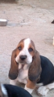 criadores de basset hound en espaa - mejor precio | unprecio.es