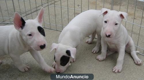 Regalo cachorro bullterrier