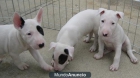 Regalo cachorro bullterrier - mejor precio | unprecio.es