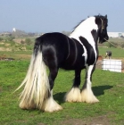 sanos y bien entrenados irlandés Tinker caballo para la venta - mejor precio | unprecio.es