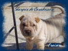 ULTIMO CACHORRITO SHAR PEI DE CASADRIANO PARA SAN VALENTIN. LISTO PARA ENTREGAR - mejor precio | unprecio.es