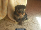 Machito yorkshire - Cádiz - mejor precio | unprecio.es