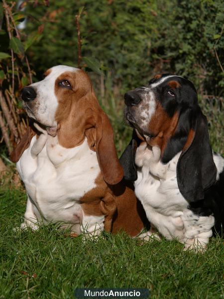 Basset Hound