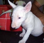 bullterrier mini - mejor precio | unprecio.es