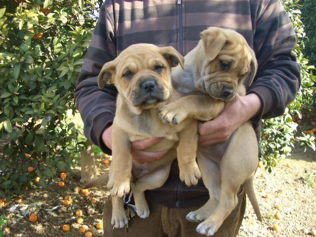 Ca de bou cachorros