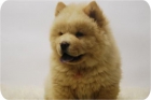 CACHORROS DE CHOW, AHORA MAS BARATOS QUE NUNCA - mejor precio | unprecio.es
