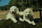 Cachorros de golden retriever - mejor precio | unprecio.es