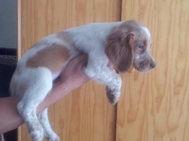 cachorros epagneul breton