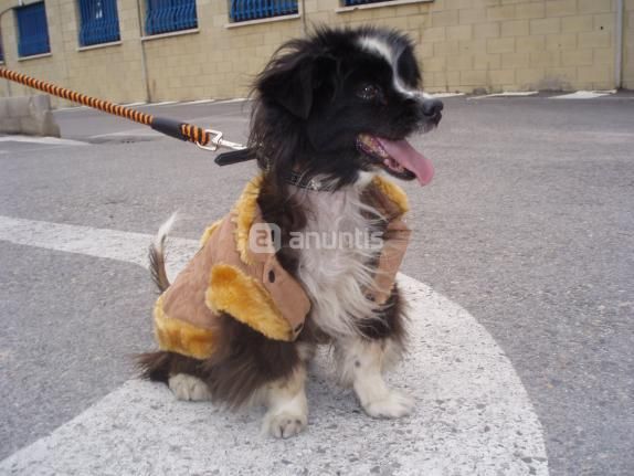 CHISPO SE MERECE UNA OPORTUNIDAD