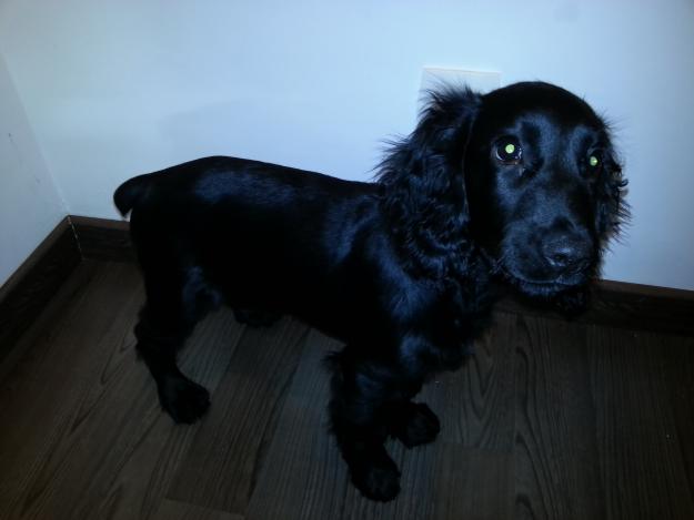 cocker spaniel