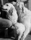 ganga.es mascotas - mejor precio | unprecio.es