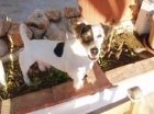 Jack Russell Terrier disponible, - mejor precio | unprecio.es