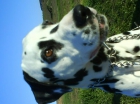 Macho dalmata con pedigree para montas - mejor precio | unprecio.es