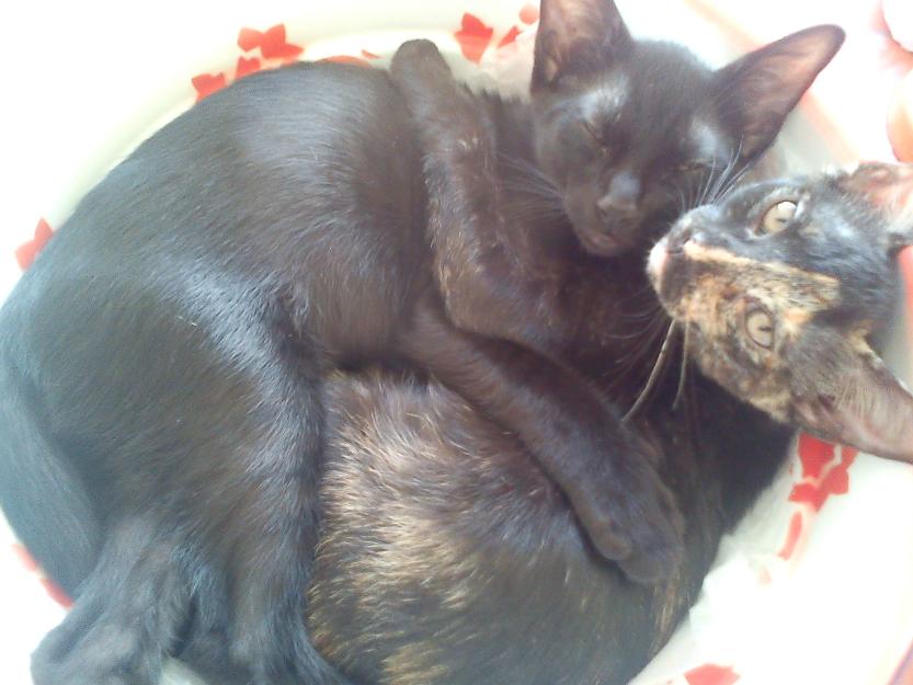 Regalo gatitos de 3 meses y medio