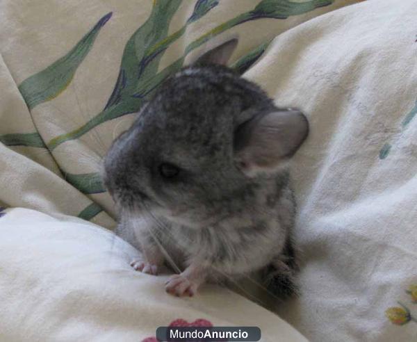 Se regala pareja de chinchillas, muy cariñosas