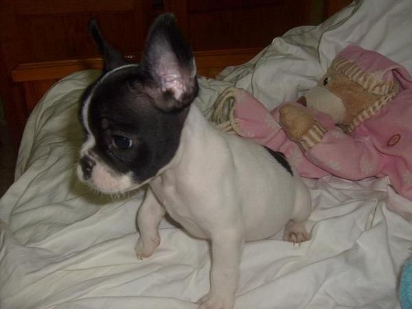se vende preciosos bulldones