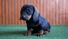 Teckel Miniatura cachorros de dos meses - mejor precio | unprecio.es
