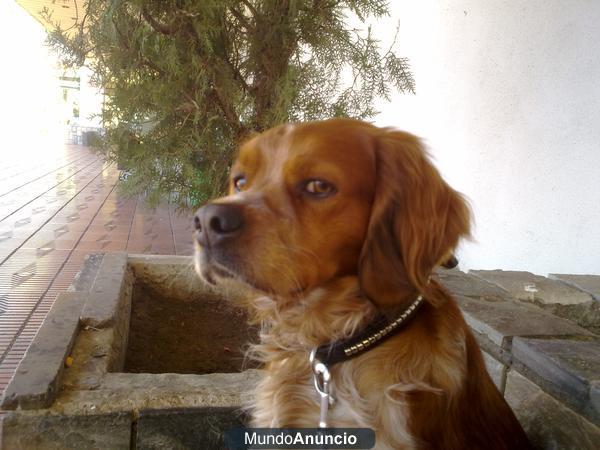 breton para monta