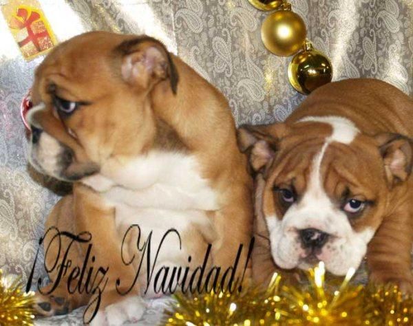 Bulldog ingles, preciosos y buen precio