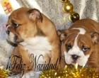 Bulldog ingles, preciosos y buen precio - mejor precio | unprecio.es